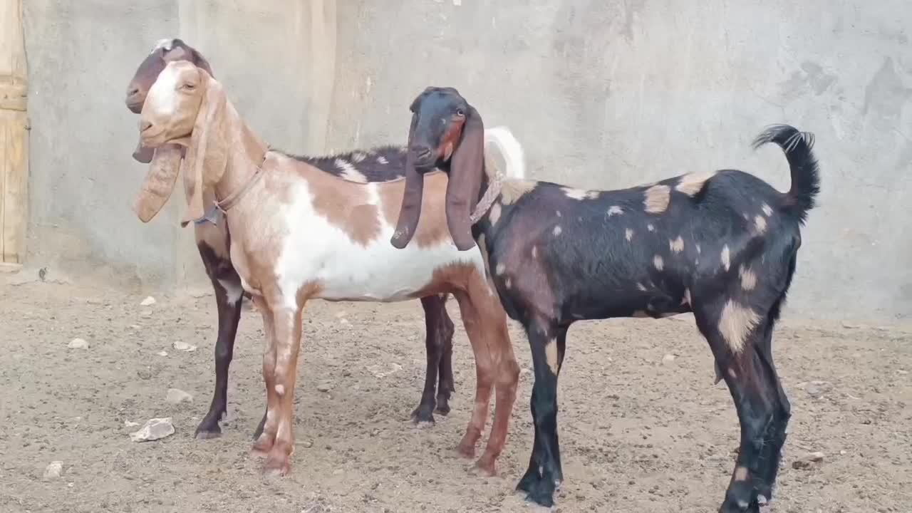 ۳بزپاکستانی اصیل چهل خال بدون شاخ جنس بالاشیرا|حیوانات مزرعه|کاشمر, |دیوار