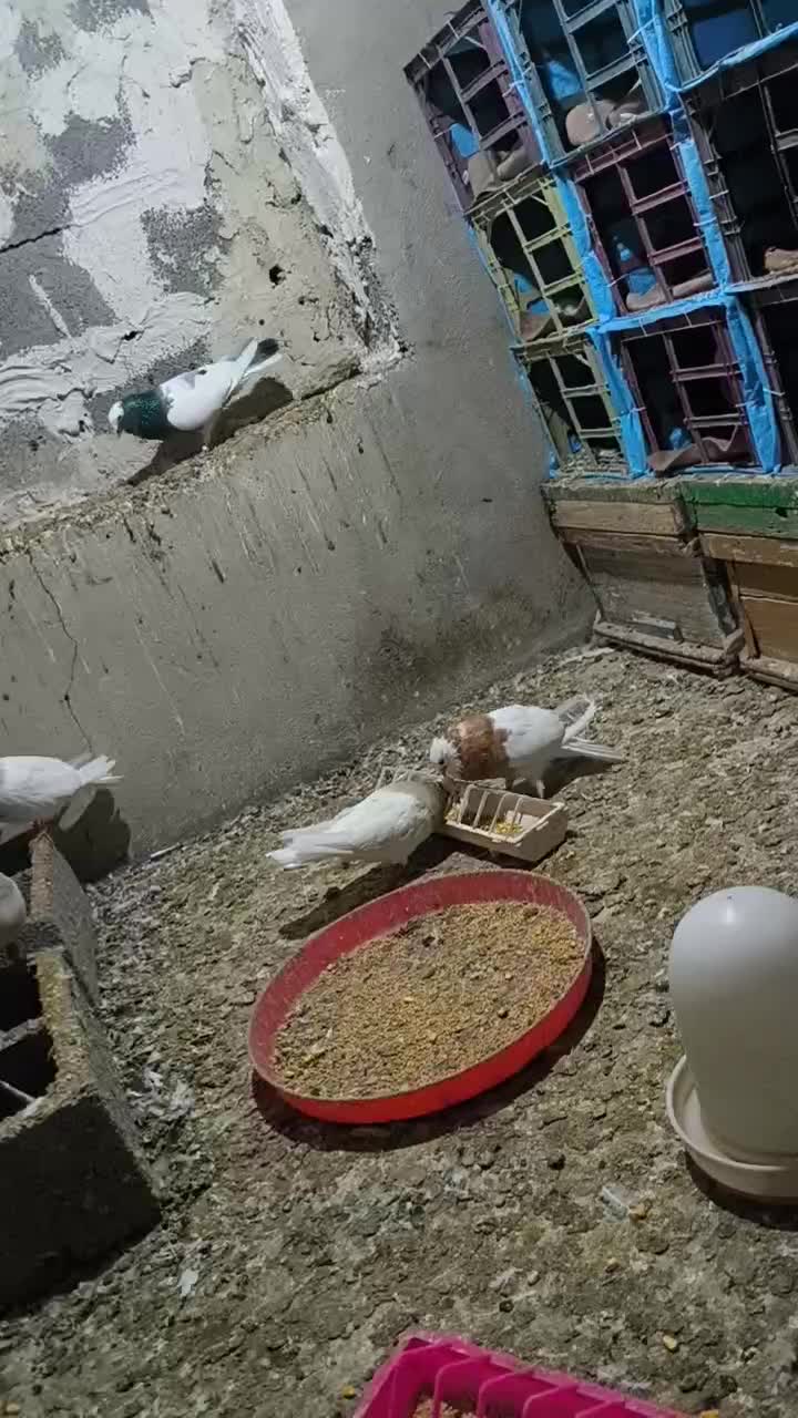 طوقی|حیوانات|ایلام, |دیوار