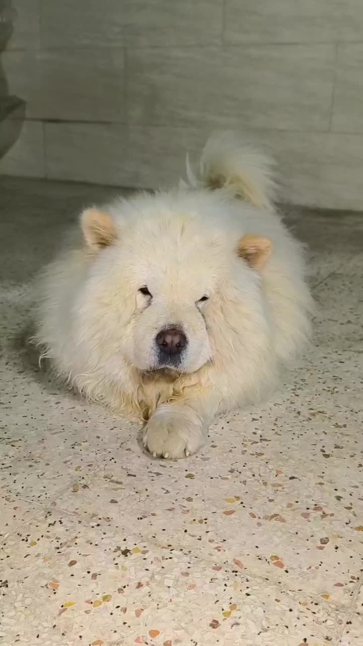 نر چاو چاو برای جفت|سگ|اصفهان, جوزدان الیادران|دیوار