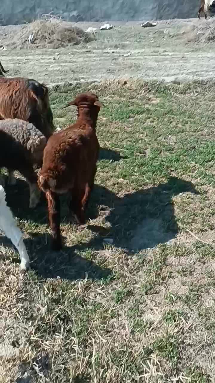 بره ماده|حیوانات مزرعه|مشهد, کلاته برفی|دیوار