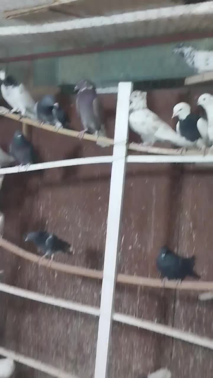 فروش بیله کفتر|پرنده|اردکان, |دیوار