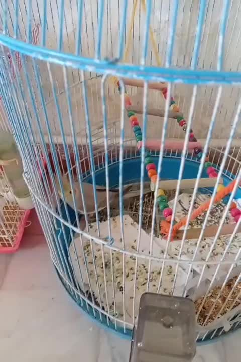 عروس هلندی|پرنده|خدا آفرین, |دیوار