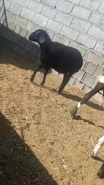 بره ماده همو|حیوانات مزرعه|دهق, |دیوار