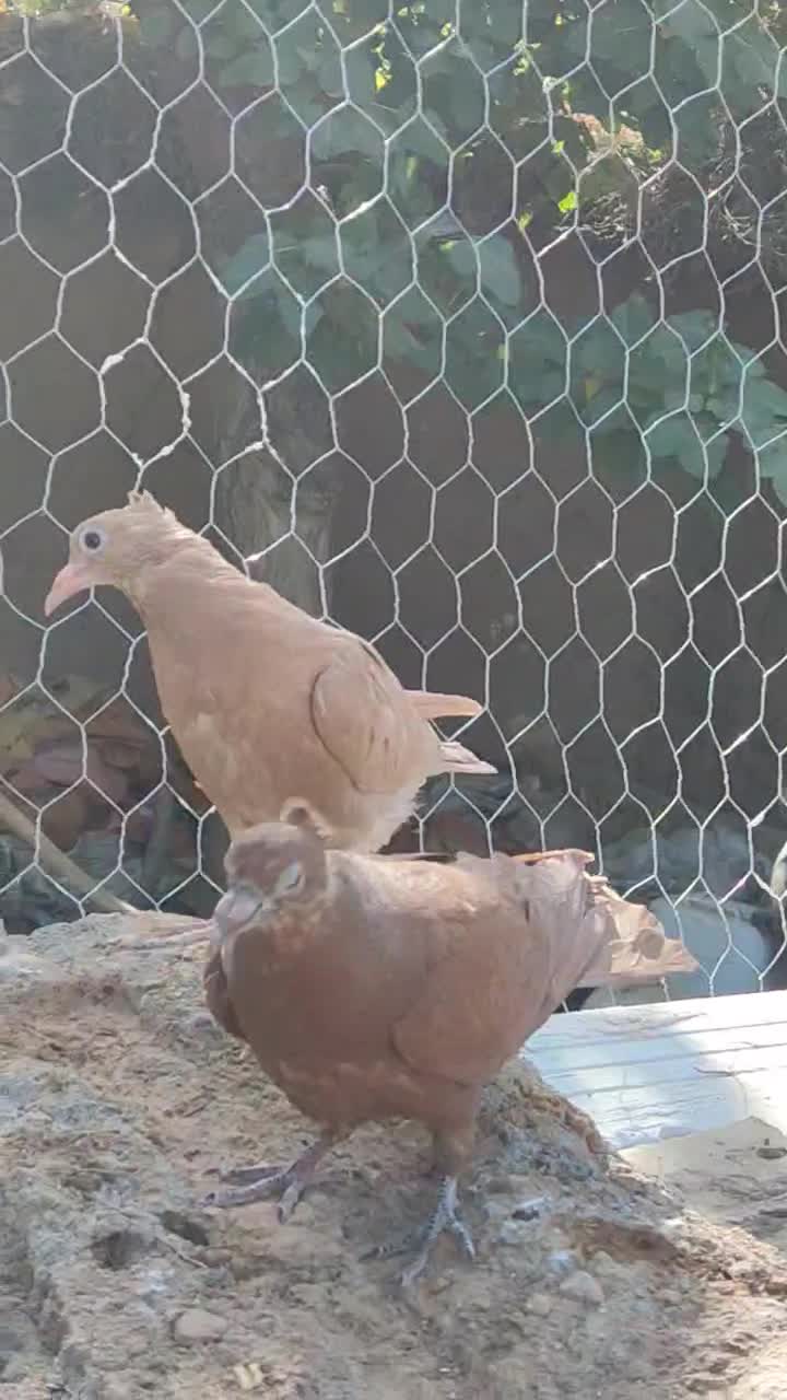 جوانه زرد و سرخ کاکلی|پرنده|تربتحیدریه, آغوی|دیوار