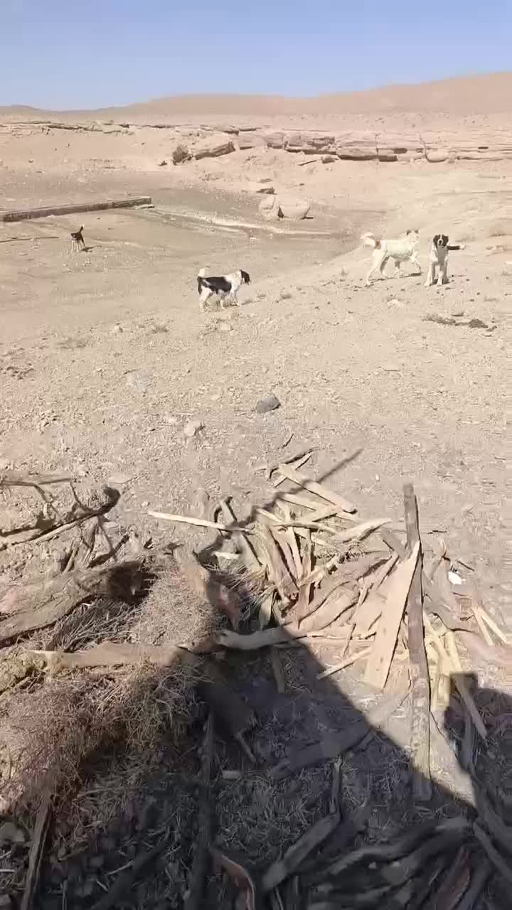 ماده  گله ای|سگ|کاشان, فاز ۲ ناجی آباد|دیوار