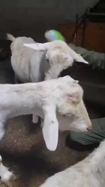 شیر شیربز پنیر|خوردنی و آشامیدنی|اسلام‌شهر, شهرک قائمیه|دیوار