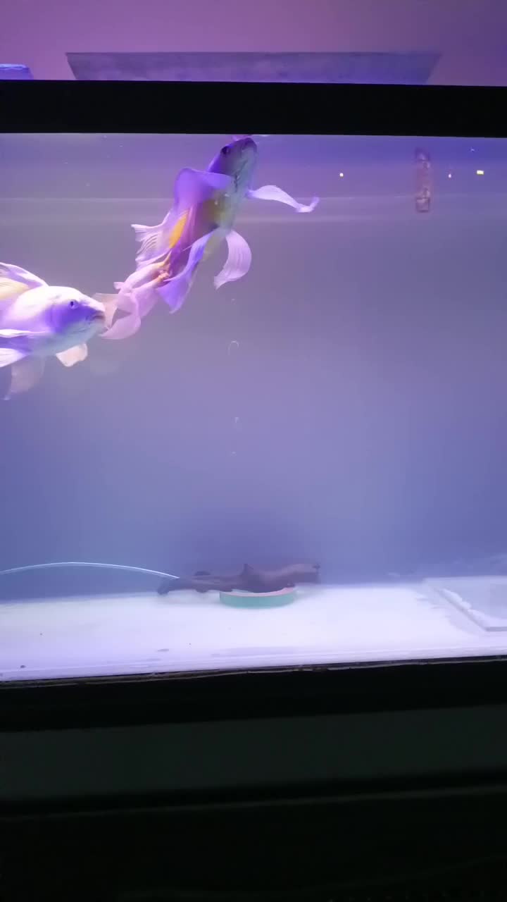 سه تاماهی کوی سوپرباله عروس|ماهی|قم, انصار‌الحسین|دیوار