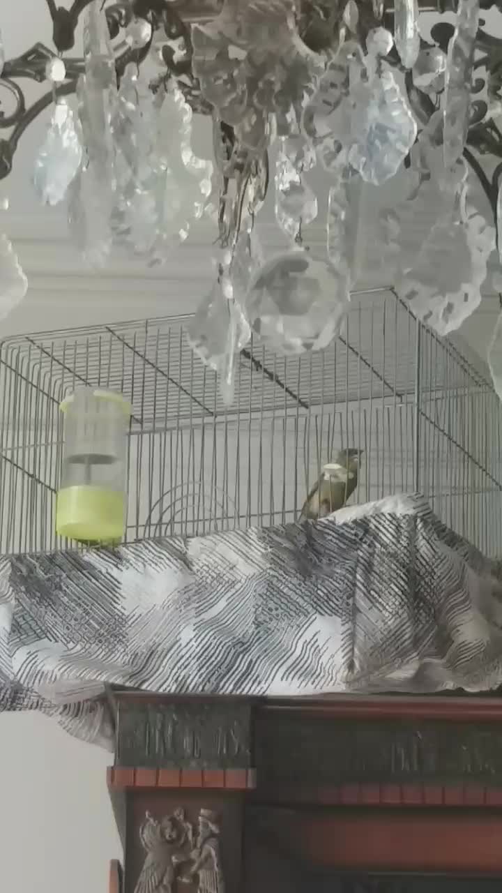 قناری شلاقی مست|پرنده|اصفهان, فرح آباد|دیوار