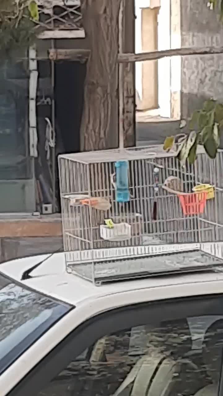 سهره چهارگل نردرشت آروم بخون|پرنده|تایباد, |دیوار