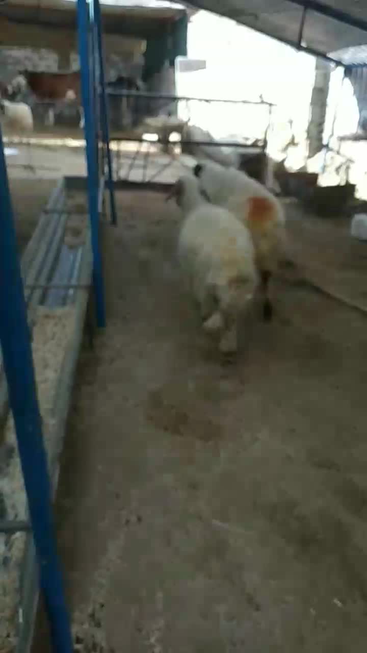 گوسفند میش بره|حیوانات مزرعه|دره شهر, |دیوار