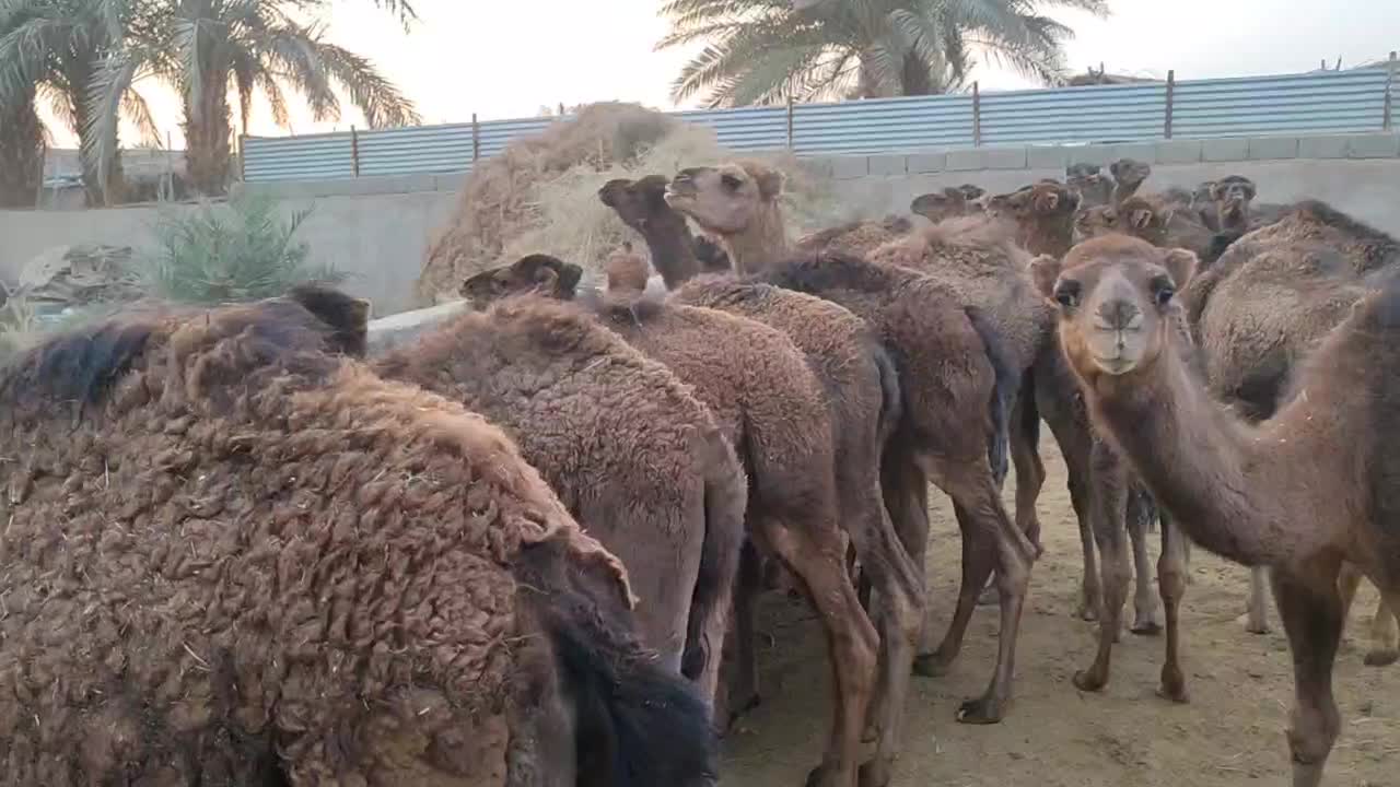 20 حاشی فروشی|حیوانات مزرعه|طبس, |دیوار