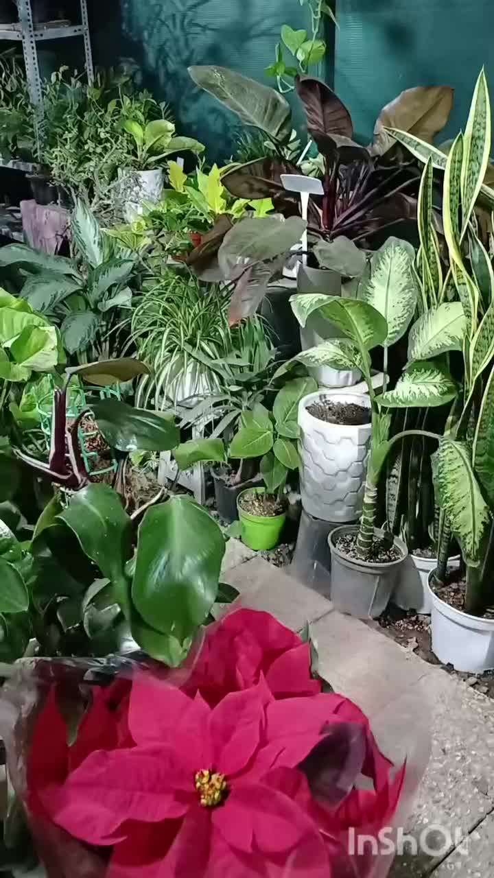 گیاهان آپارتمانی|گل و گیاه طبیعی|فردیس, شهرک ناز|دیوار