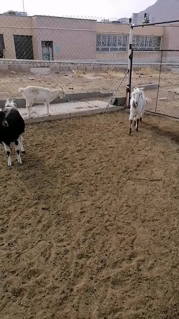 فروش بز|حیوانات مزرعه|شهرکرد, |دیوار