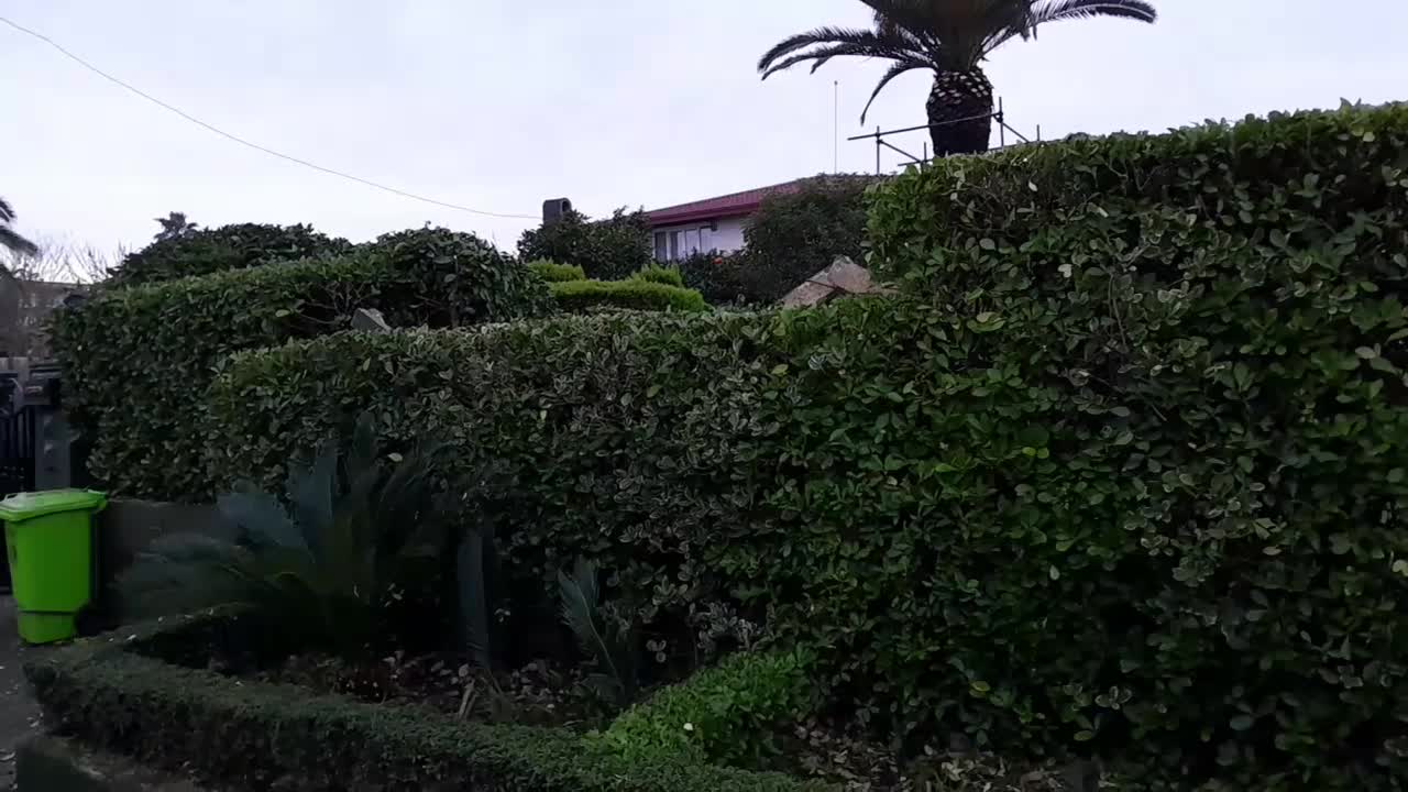 تمامی امورات باغبانی|خدمات باغبانی و درختکاری|رشت, پورسینا|دیوار