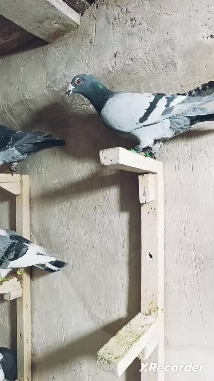 کبوتر پلاکی|پرنده|مشهد, تربیت (صدف)|دیوار