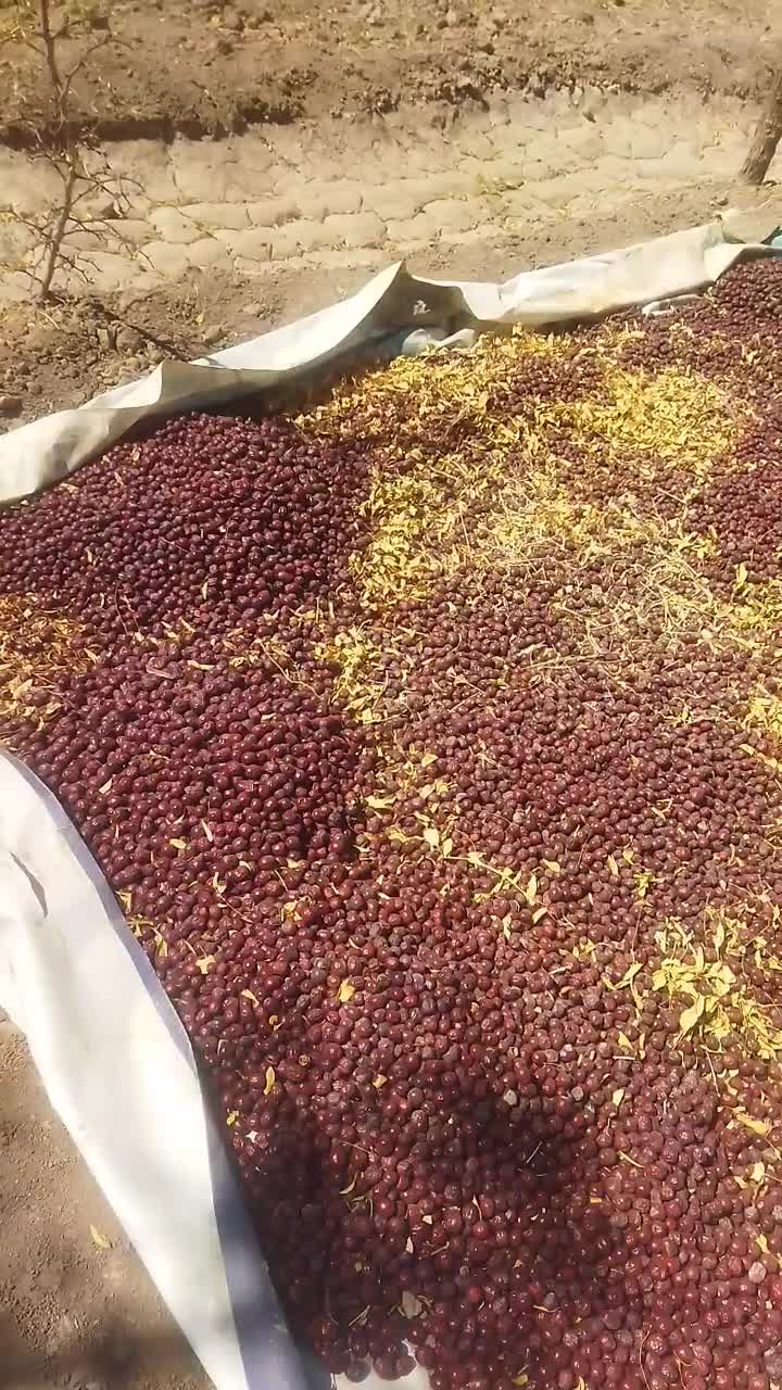 باغ دار|خدمات باغبانی و درختکاری|بیرجند, |دیوار