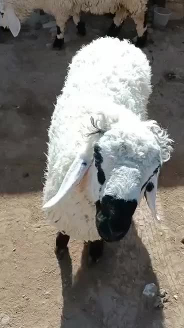 2 بره نره خونه ای|حیوانات مزرعه|زهک, |دیوار