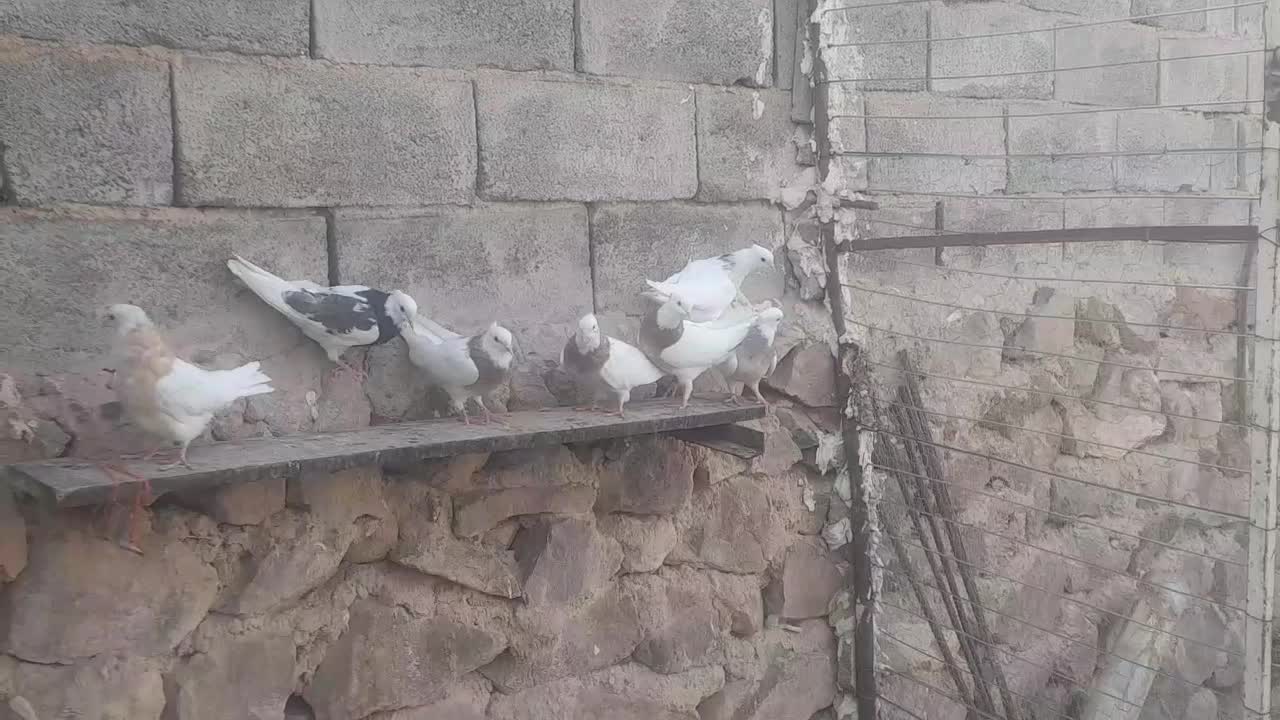 طوقی|پرنده|قروه, |دیوار