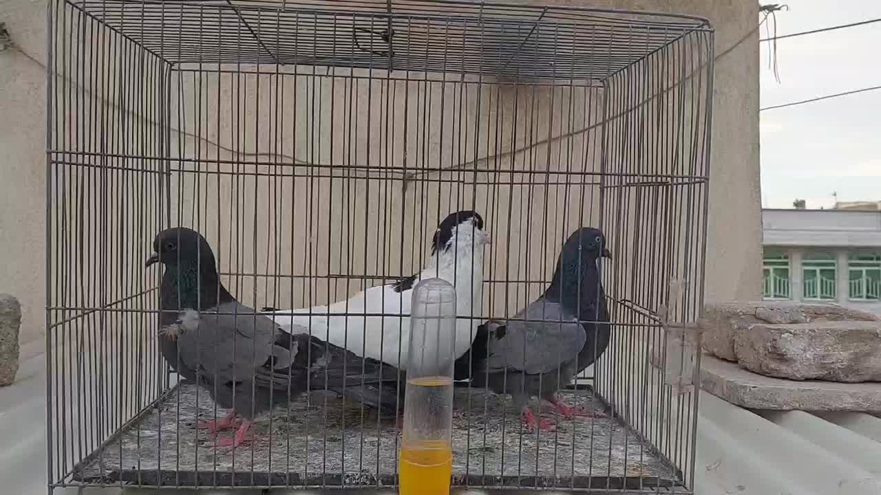 کبوترسیاه چپ چادری نر|پرنده|اسلامشهر, شهرک مهدیه|دیوار