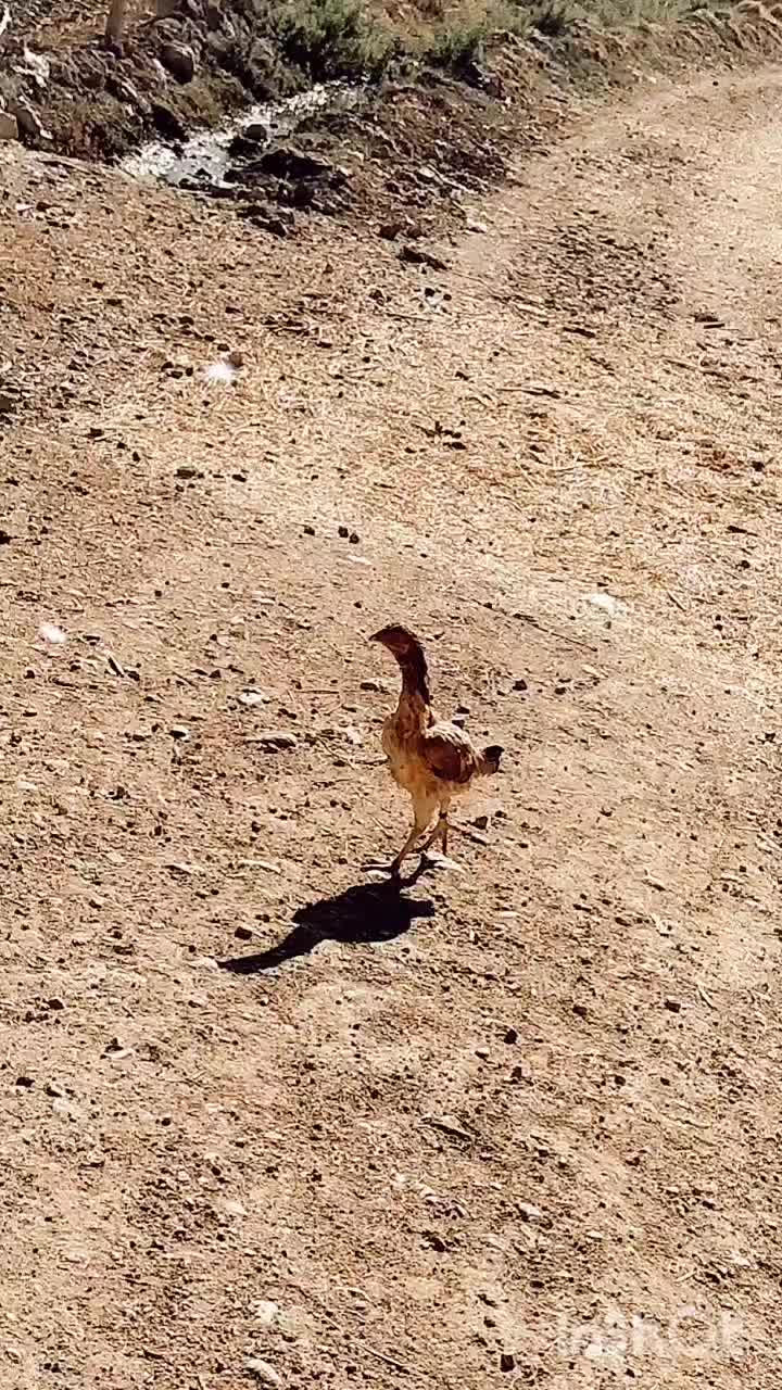 مرغ لاری|حیوانات مزرعه|سرپل ذهاب, |دیوار