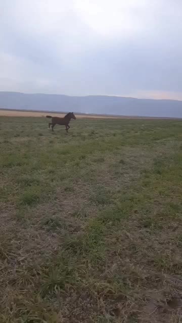 فروشی|حیوانات مزرعه|اقلید, |دیوار