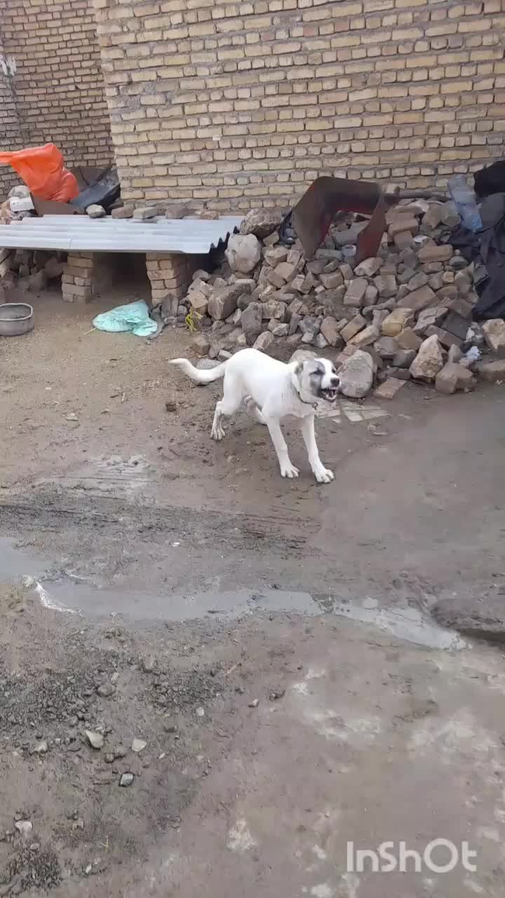 سگ سرابی زات قدیم|سگ|بیلوار, |دیوار