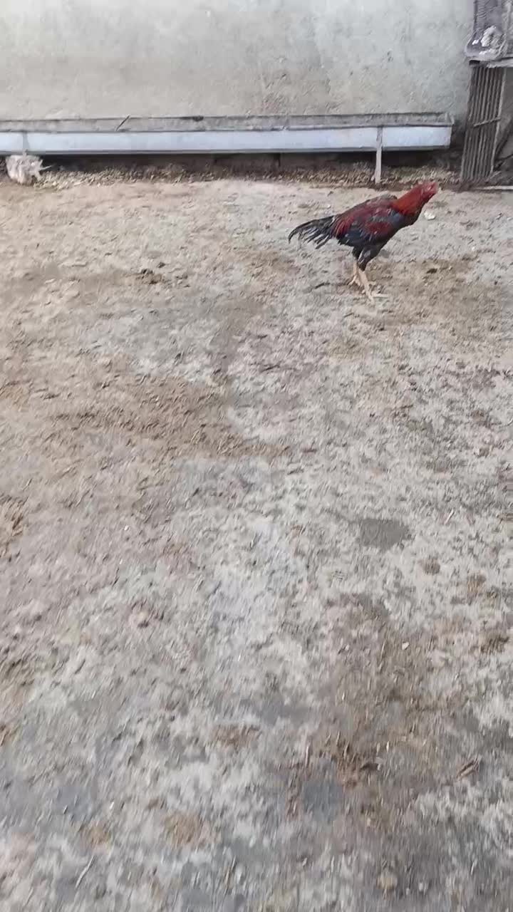 خروس لاری|حیوانات مزرعه|مریوان, |دیوار