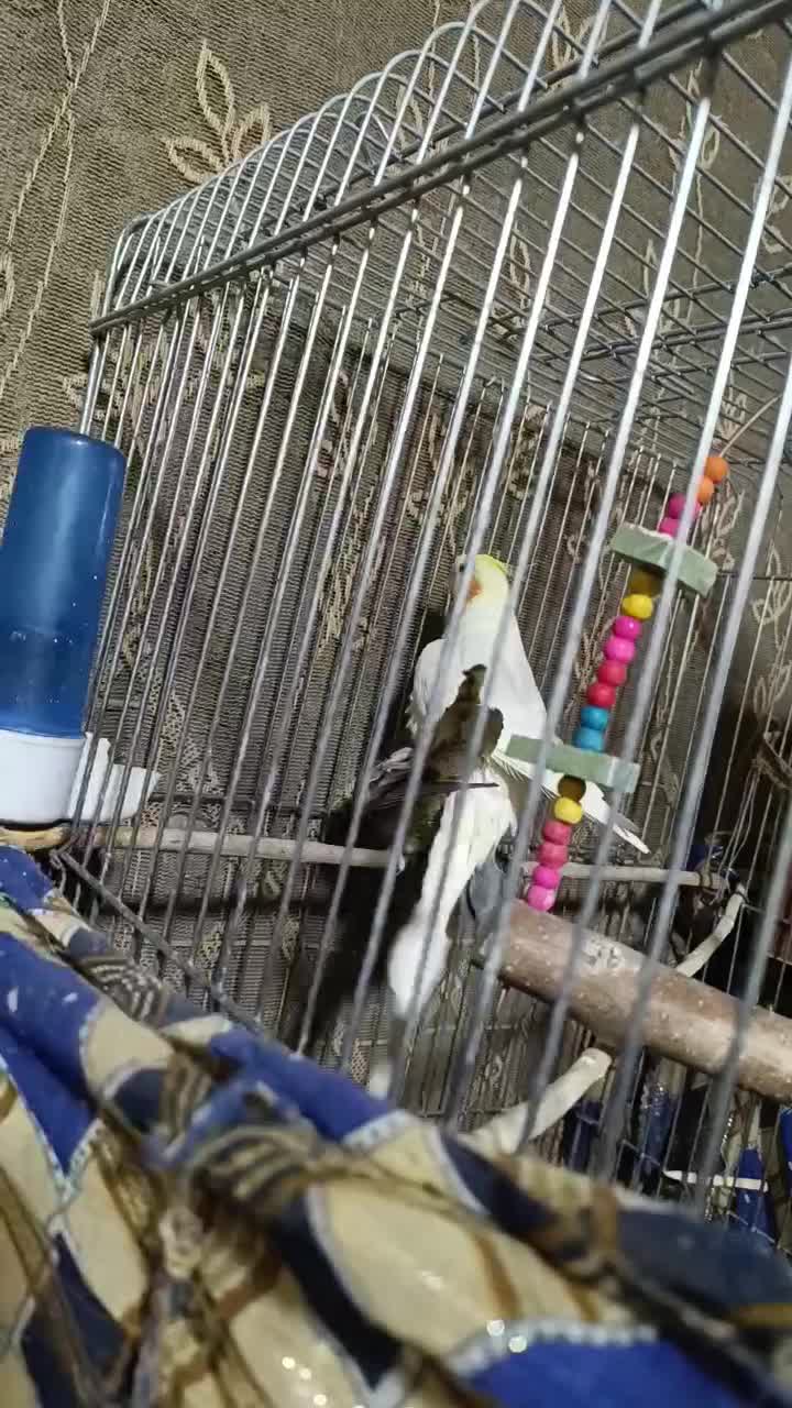 عروس هلندی|پرنده|سراوان, |دیوار