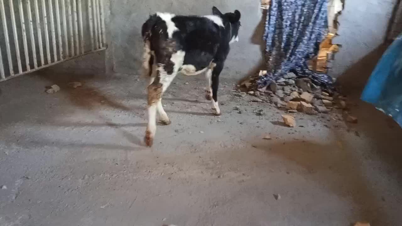 گوساله سیمینتال ماده|حیوانات مزرعه|قیدار, |دیوار