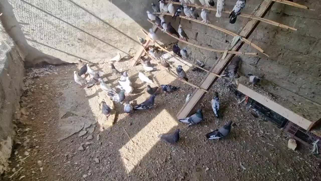 فروش کبوتر|پرنده|سیریک, |دیوار