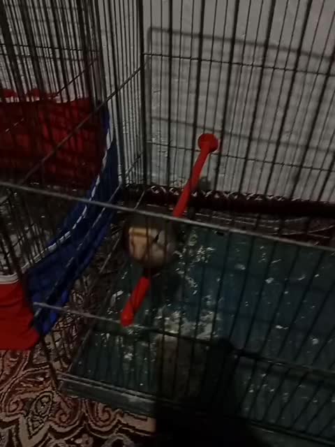 فوری|پرنده|فامنین, |دیوار