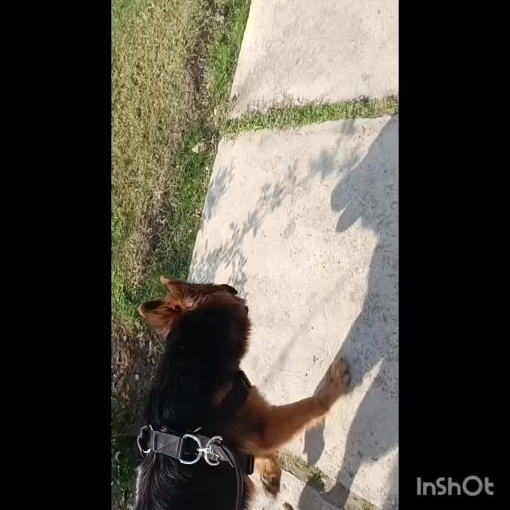 ژرمن شپهرد|سگ|سرخنکلاته, |دیوار