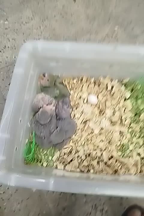 جوجه برزیلی همه رنگ.گرینچیک راهب خورشیدی|پرنده|پاکدشت, پاکدشت (مامازند)|دیوار