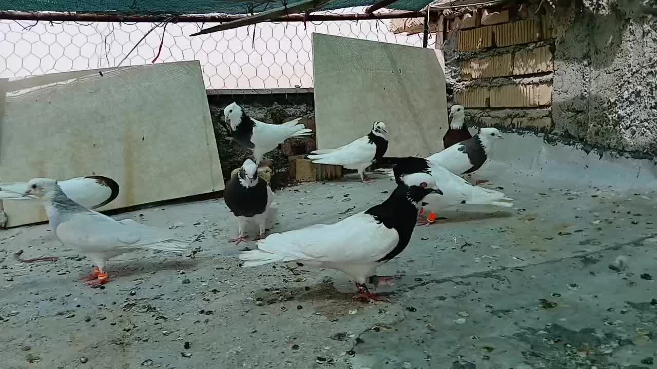 طوقی|پرنده|شیراز, دروازه قران|دیوار