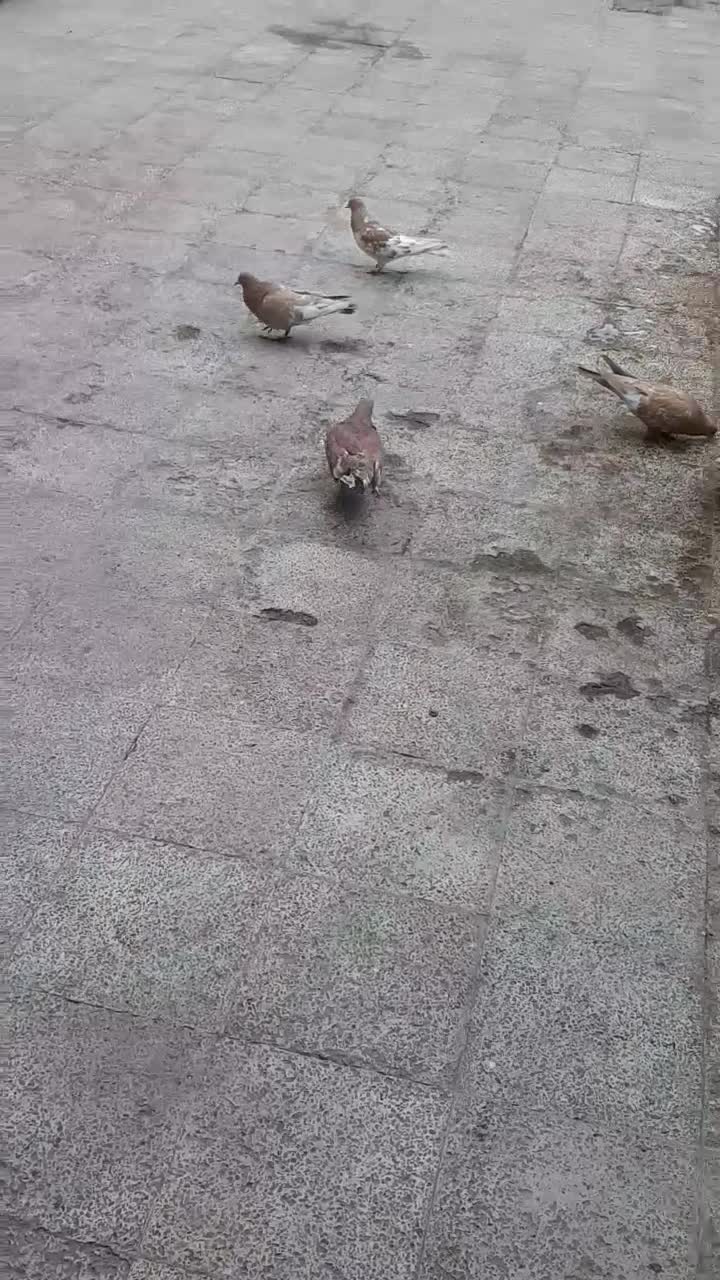 شتری|پرنده|امیدیه, |دیوار