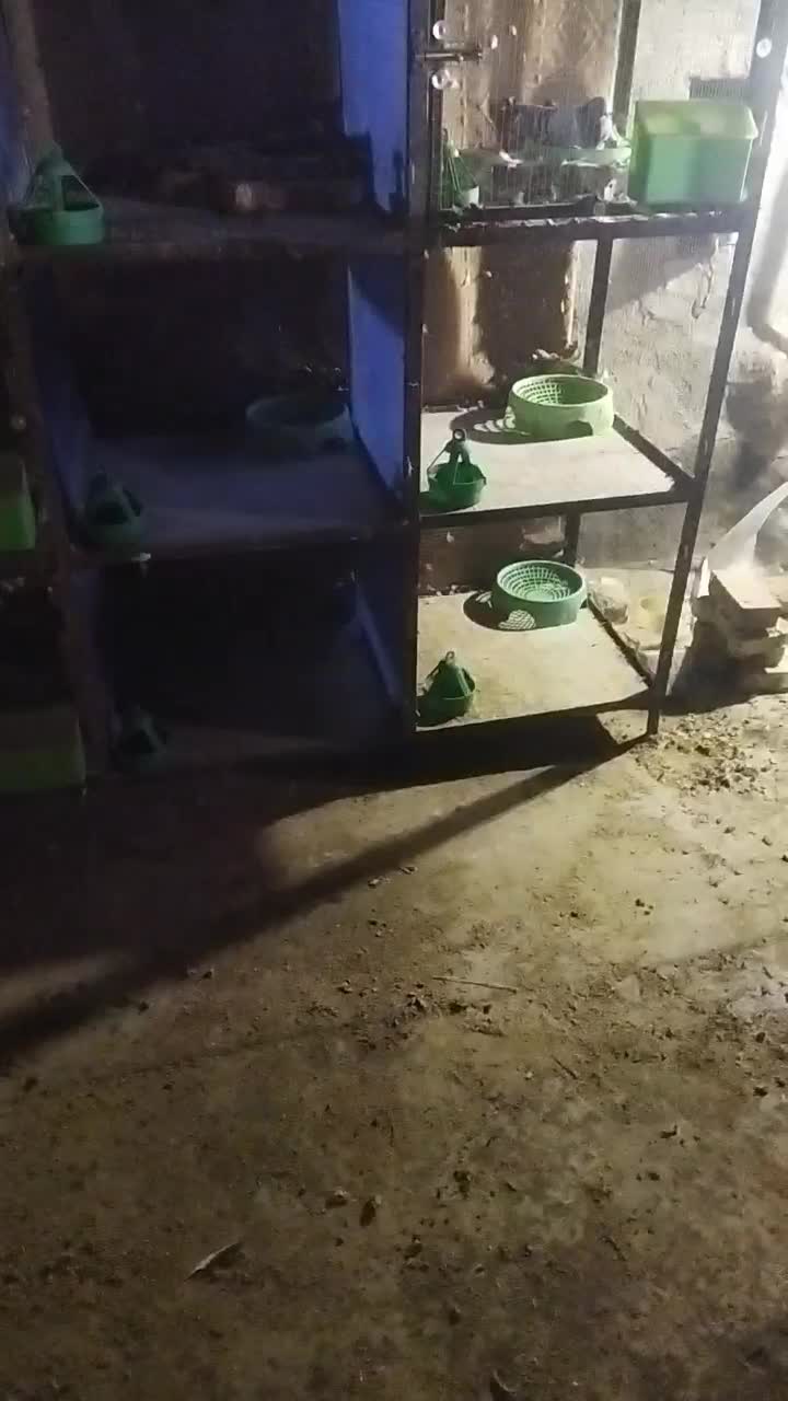 قفس در لوازم جانبی حیوانات|لوازم جانبی حیوانات|سبزوار, طبرسی (جعفرآباد)|دیوار