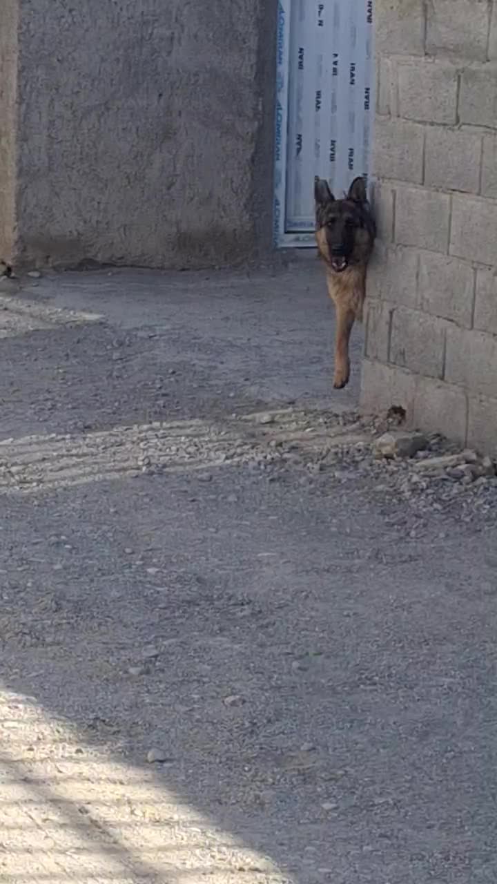 ماده ژرمن|سگ|اصفهان, گرکان|دیوار