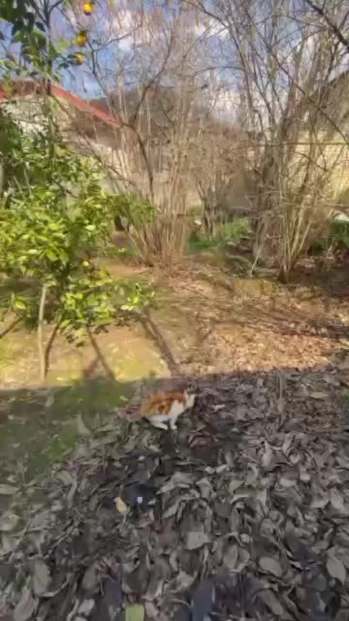 زمین مسکونی 500 متر|فروش زمین و ملک کلنگی|علیآباد کتول, |دیوار