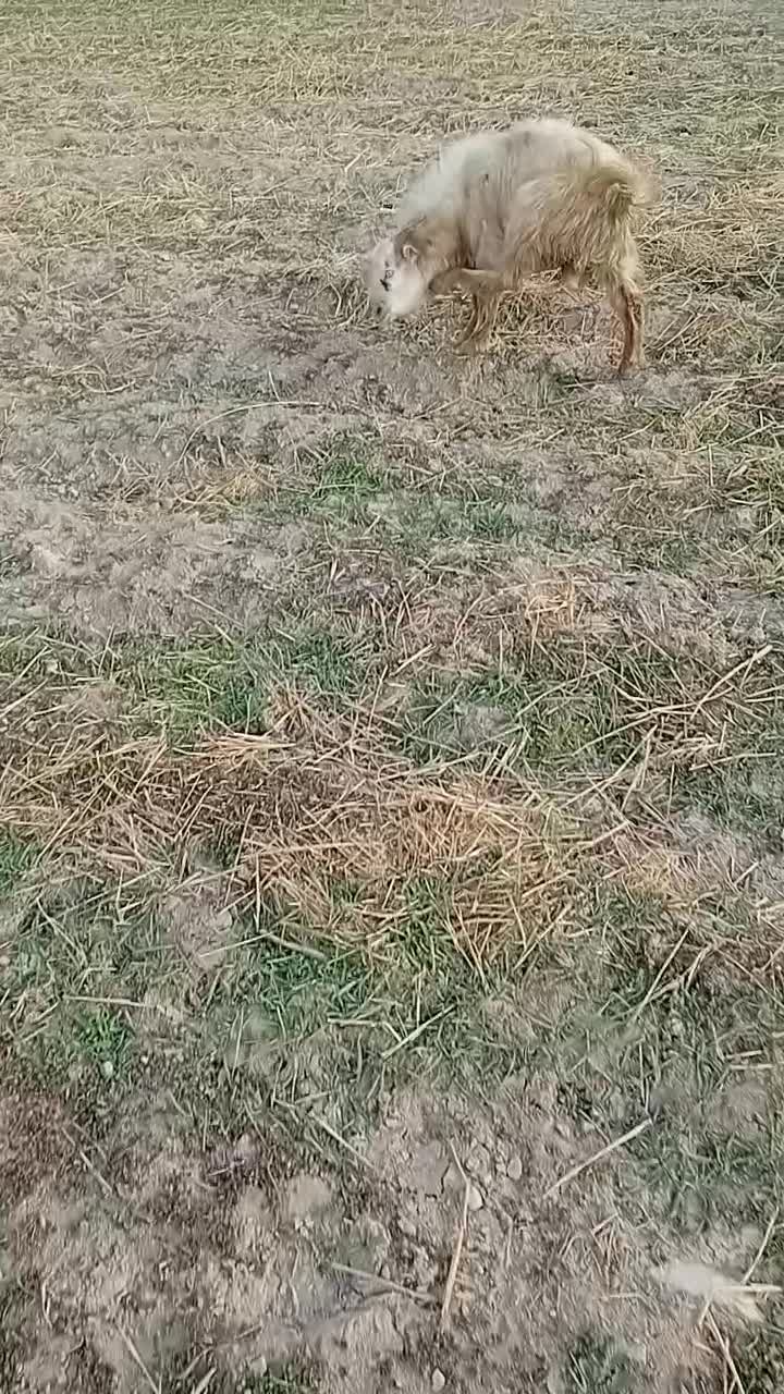 سه تا چپش نر|حیوانات مزرعه|دورود, |دیوار