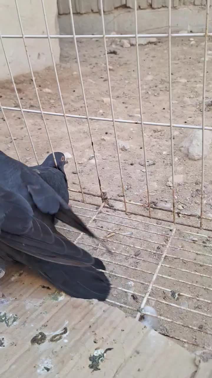 فروش 4عدد پلاکی سیاه در بندر دیر|پرنده|بندر دیر, |دیوار