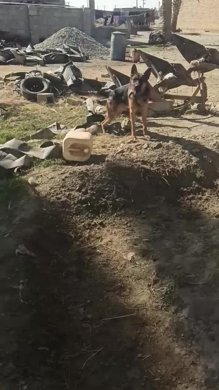 سگ ژرمن پا خرگوشی نر|سگ|فاریاب, |دیوار