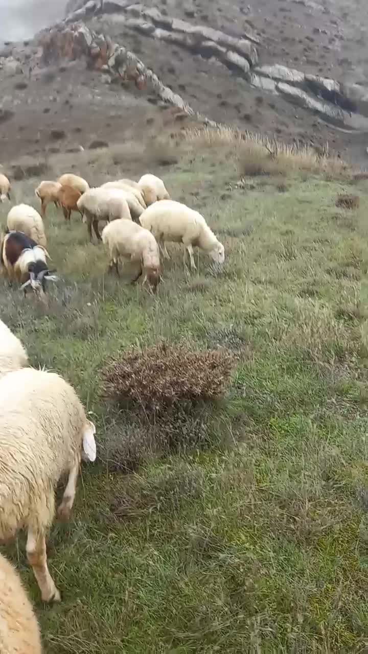 بره نر|حیوانات مزرعه|کلیبر, |دیوار