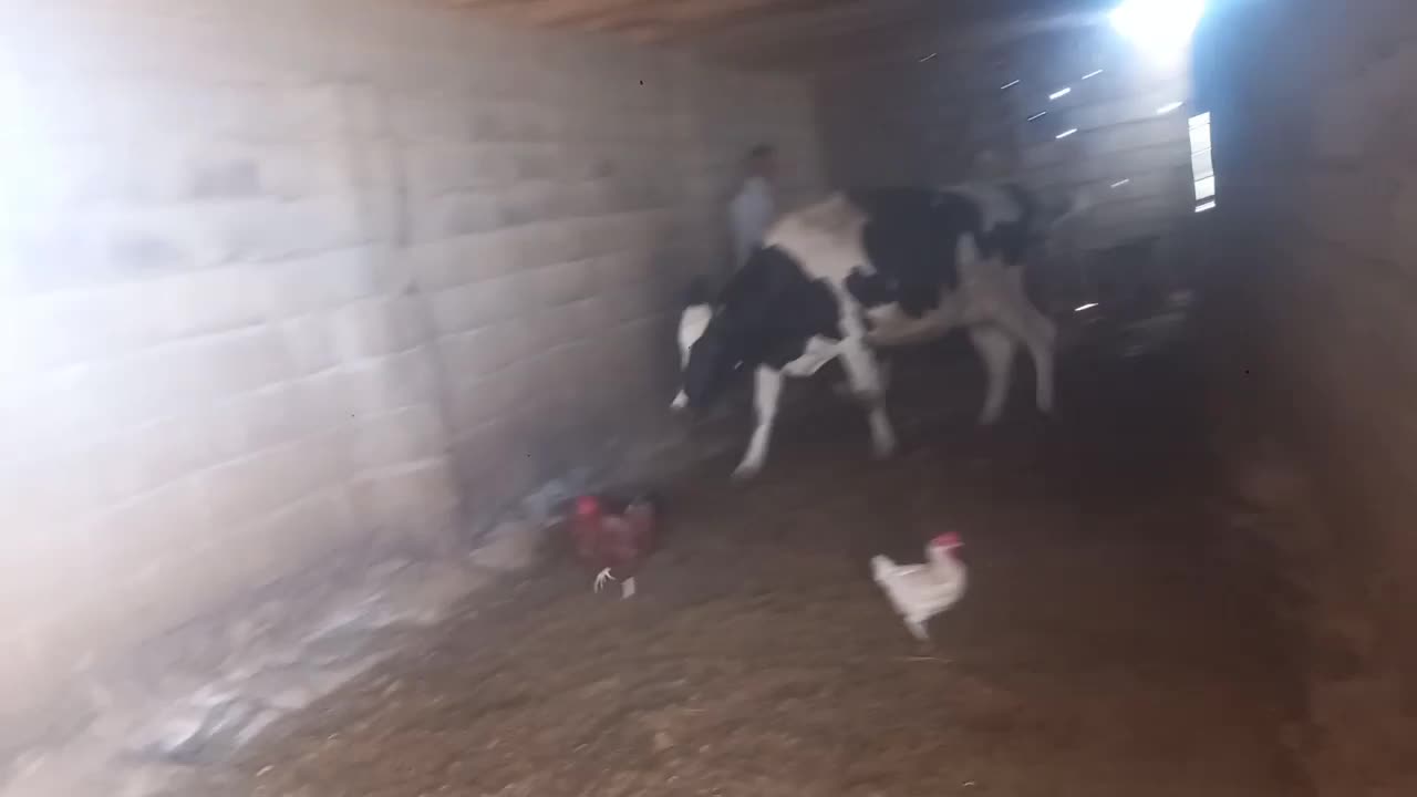 ،کاو|حیوانات مزرعه|مشهد, تبادکان|دیوار