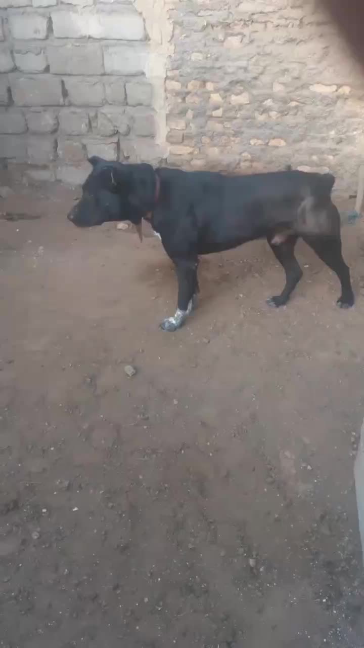 گمشده|حیوانات|خوی, |دیوار