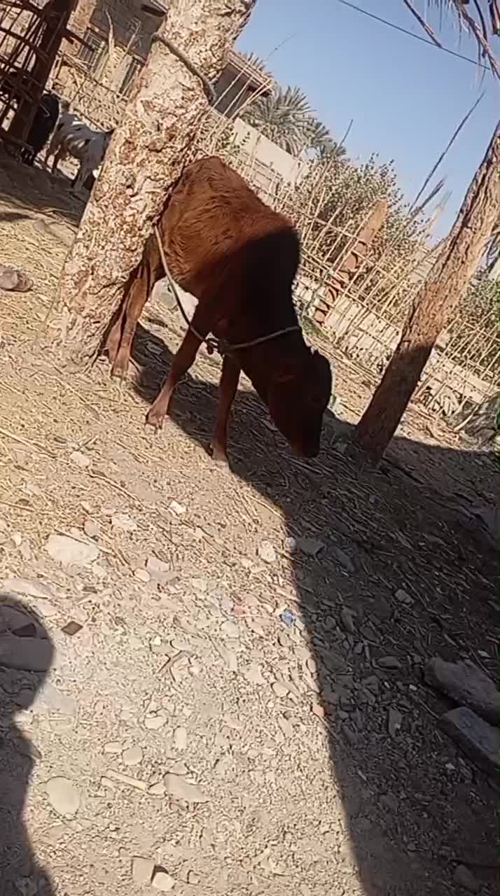 گوساله ماده|حیوانات مزرعه|سراوان, |دیوار