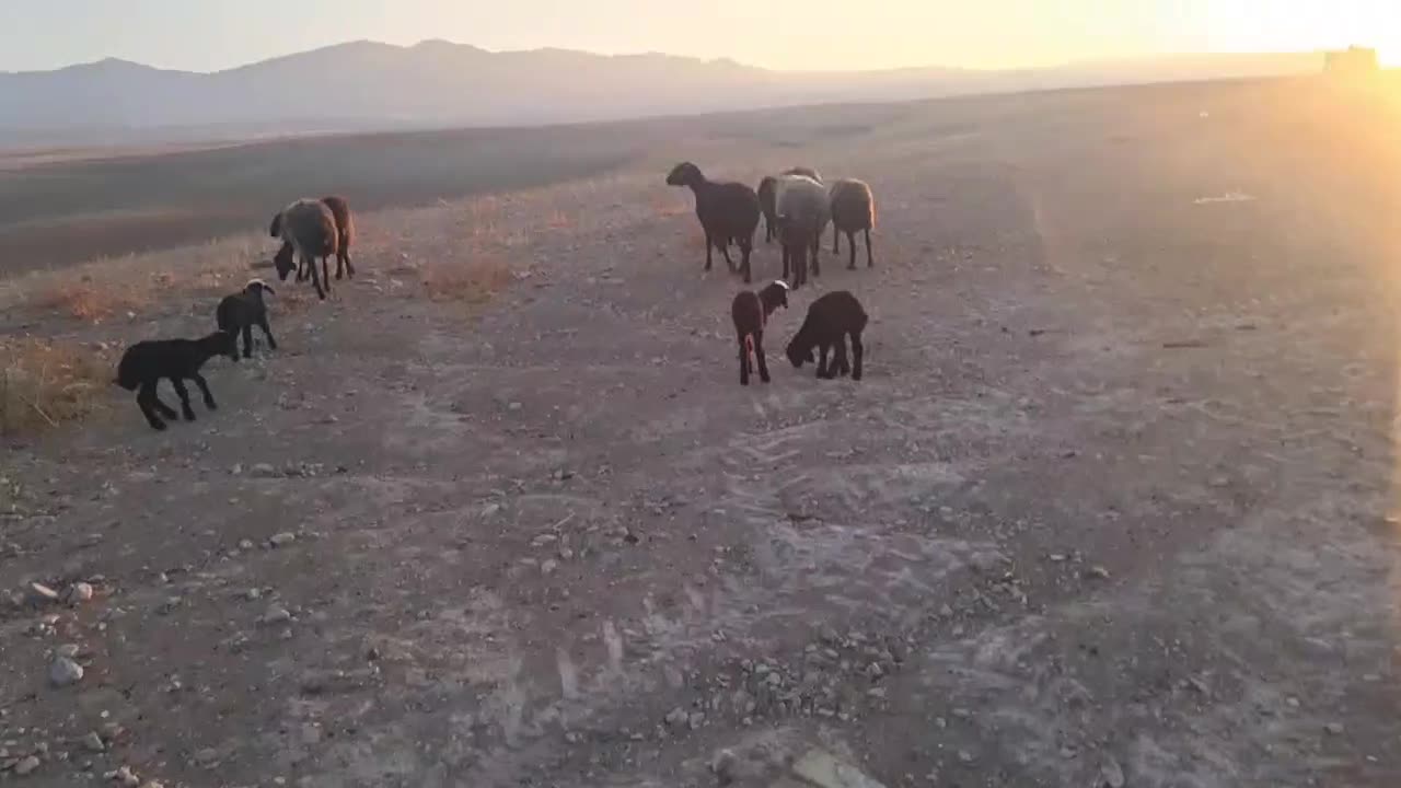 میش گوسفند بره دار جوان شال سالم|حیوانات مزرعه|آبگرم, |دیوار