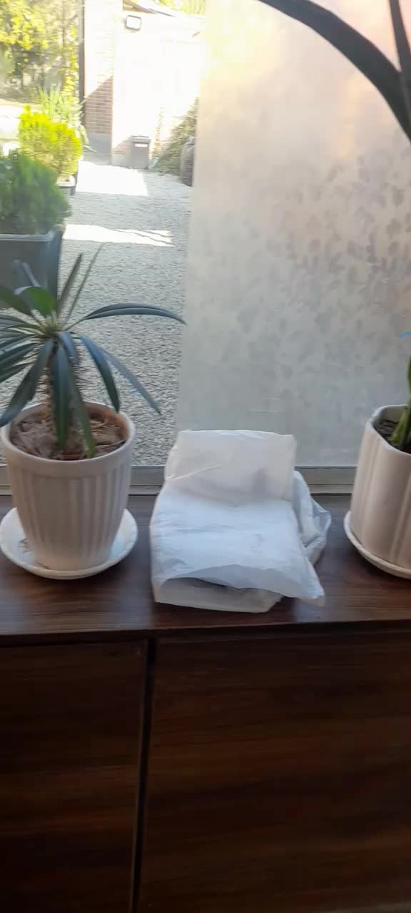 گل آپارتمانی سانسوریا دیفن باخیا شلفرا|گل و گیاه طبیعی|باقرشهر, |دیوار