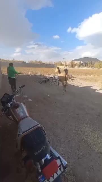 اسب ۲ ساله|اسب و تجهیزات اسبسواری|اصفهان, قهاب جنوبی|دیوار