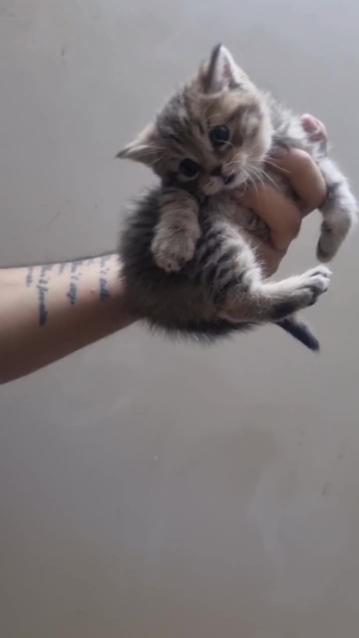 توله بریتیش بلک گلد|گربه|یزد, |دیوار