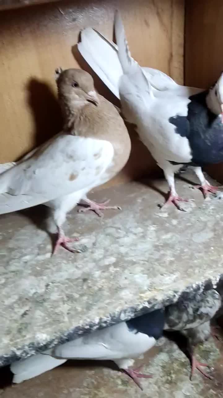 طوقی نر معاوضه|پرنده|داراب, |دیوار